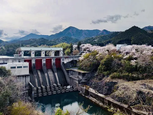 三瀬谷ダムの桜【花】