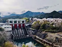 三瀬谷ダムの桜【花】