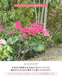 レッドヒル  ハッピースプリングフェスタ