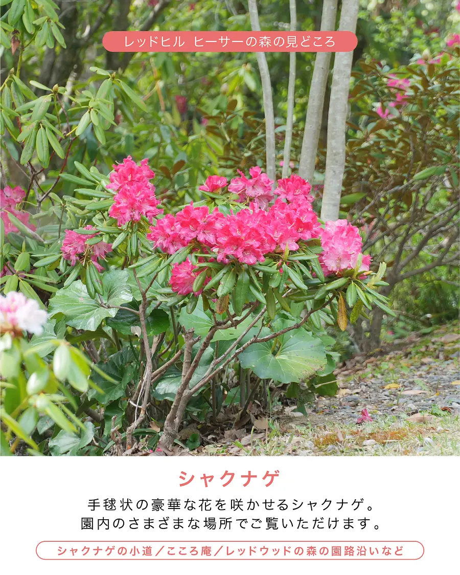 レッドヒル  ハッピースプリングフェスタ