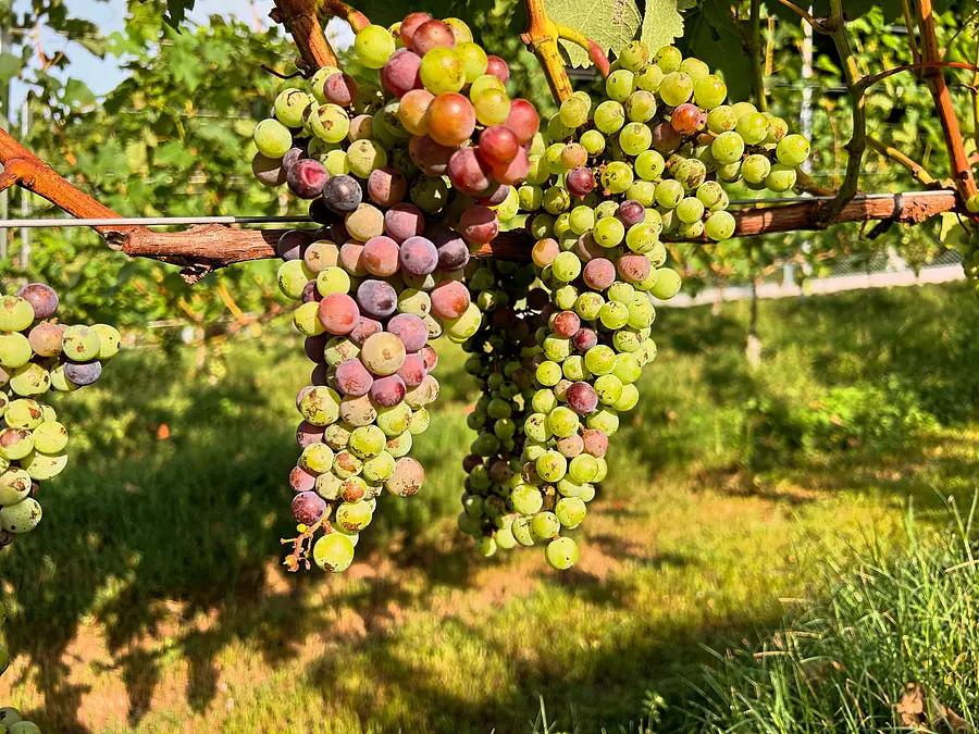 水沢ワイン「ドメーヌ フイアージュ」の果実