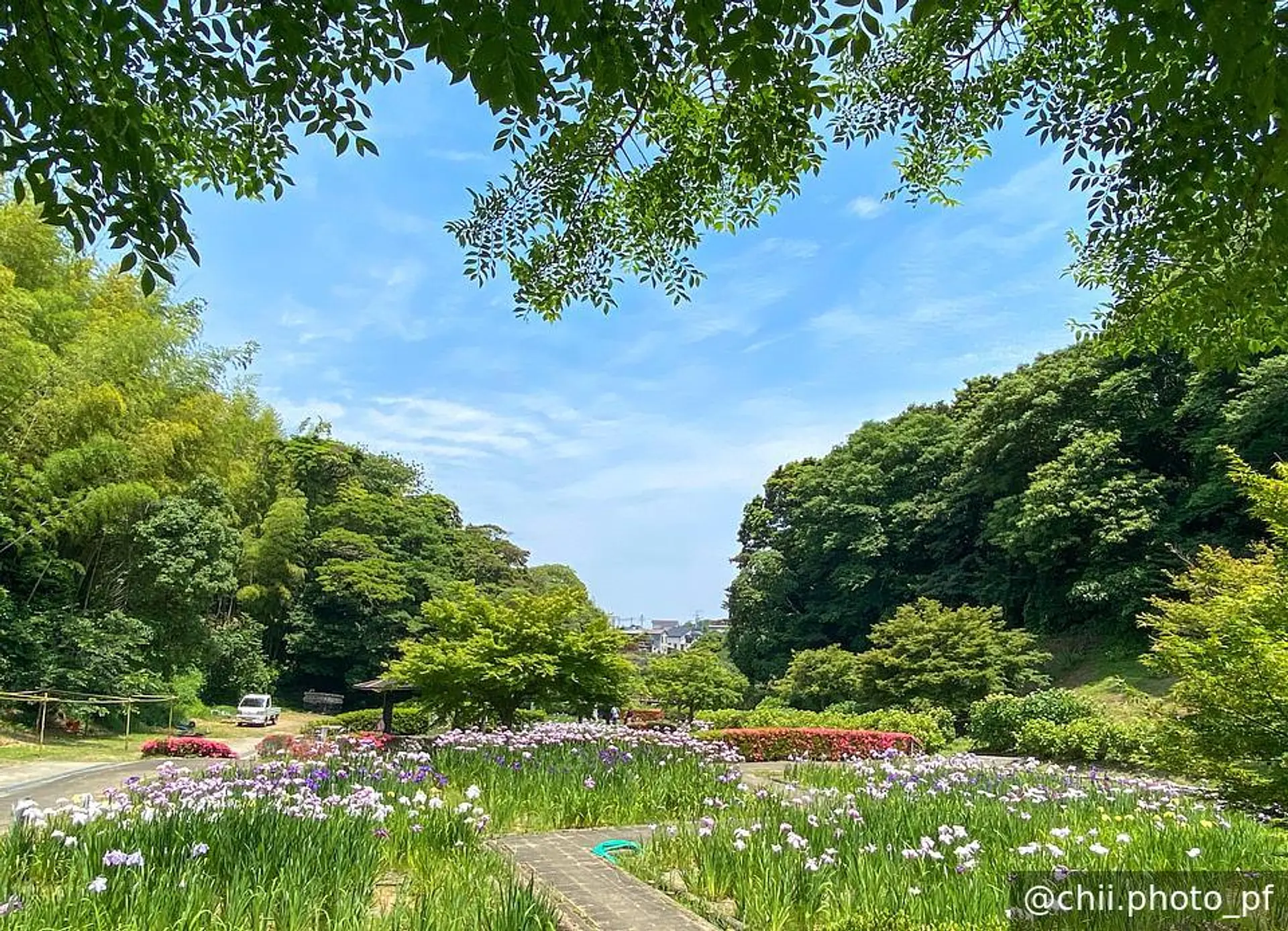 亀山公園菖蒲園