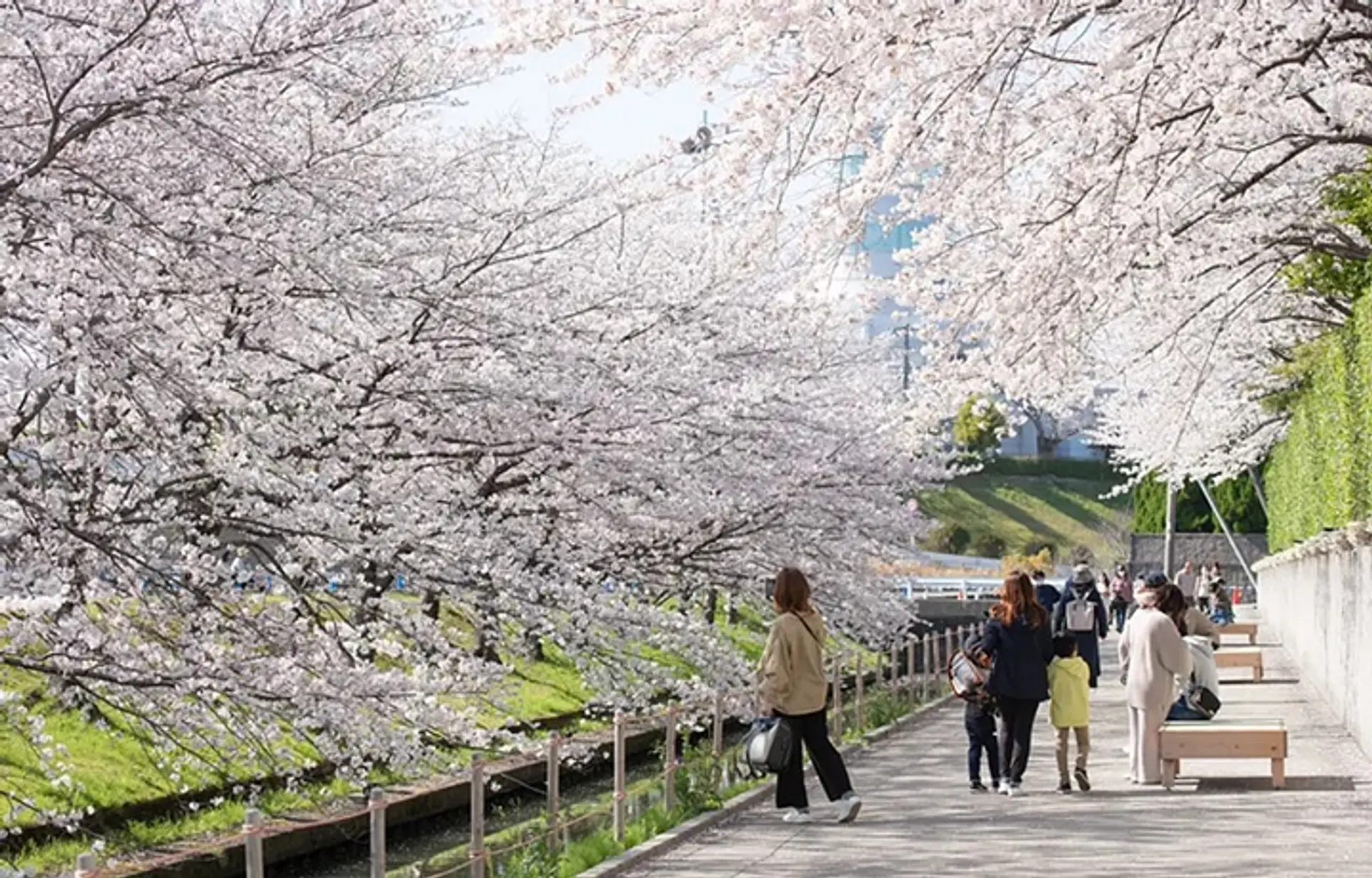なばなの里 桜まつり