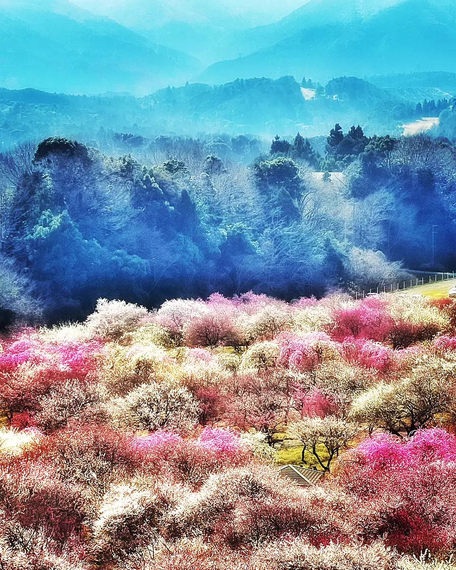Montagnes de Suzuka dans la brume printanière et prunes pleureuses étincelantes