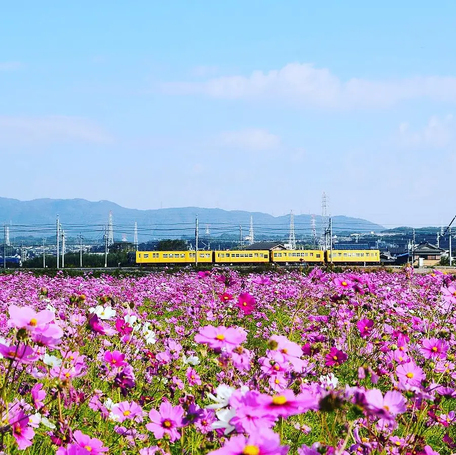 三岐鉄道の車両をバックに眺めるコスモス畑は一見の価値あり