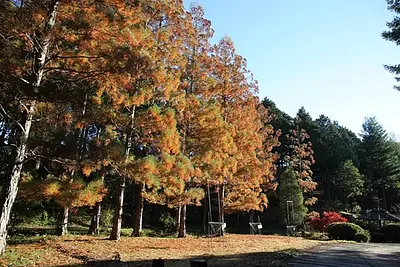 レッドヒル ヒーサーの森（赤塚植物園）
