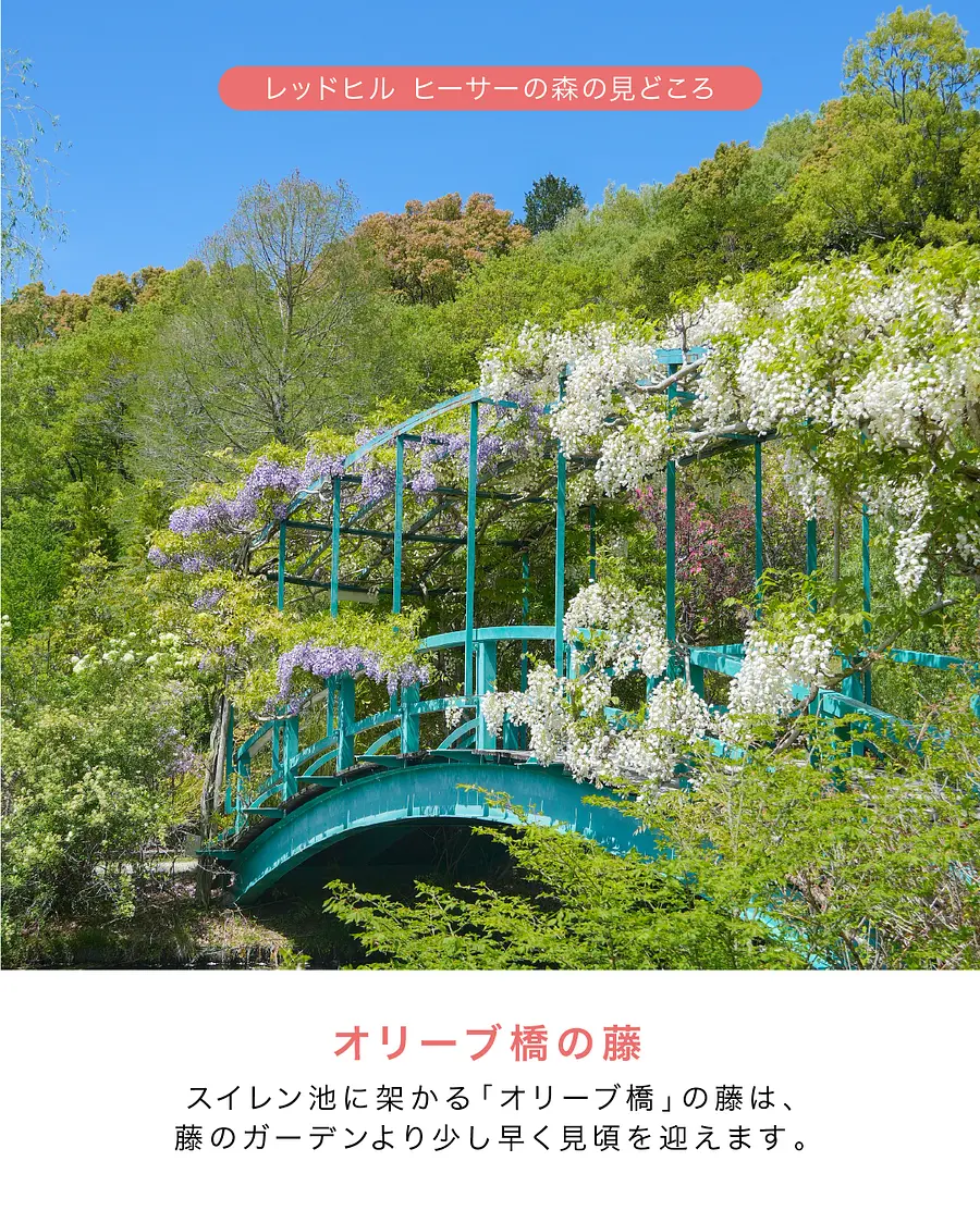 レッドヒル  ハッピースプリングフェスタ