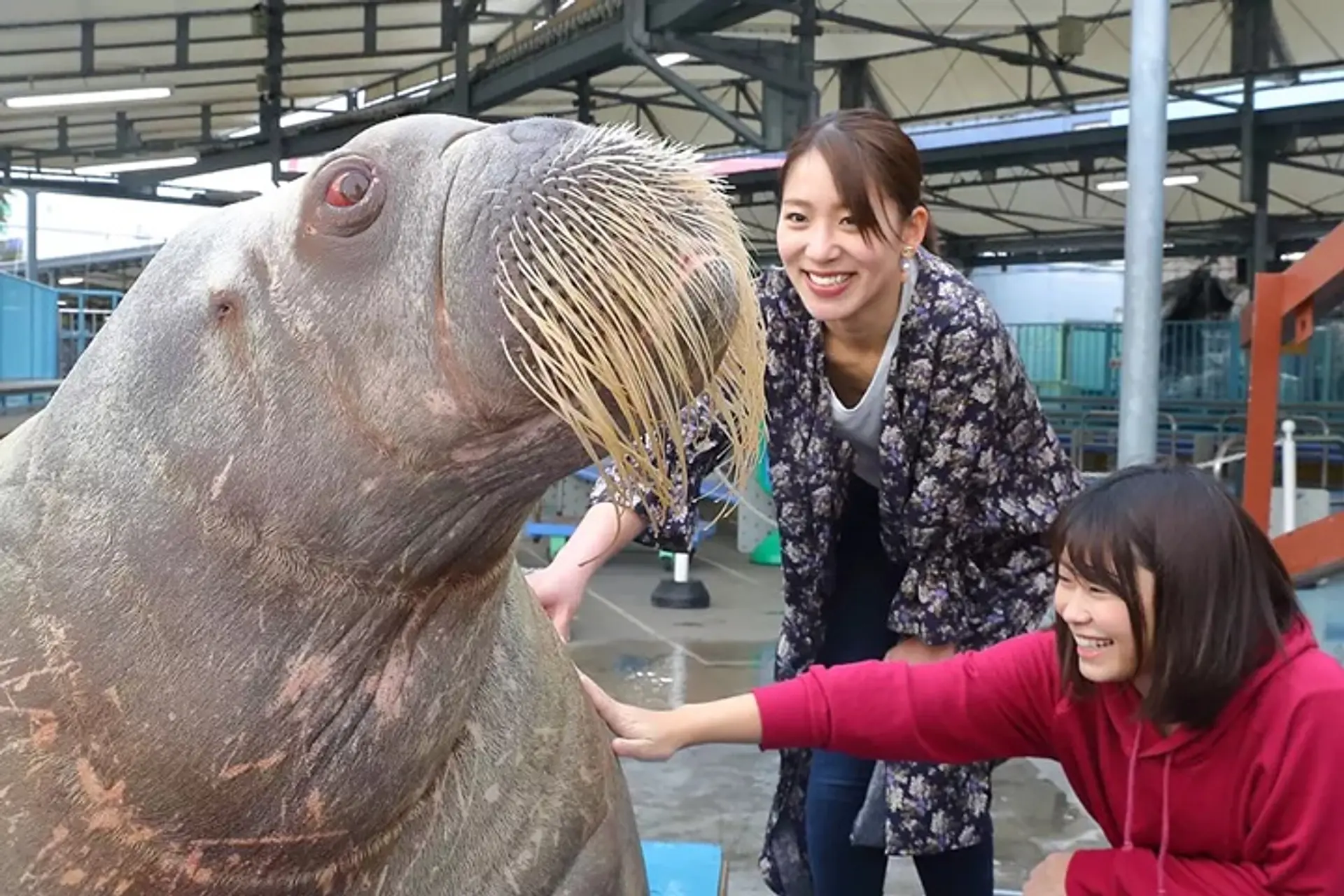 鳥羽水族館　セイウチ