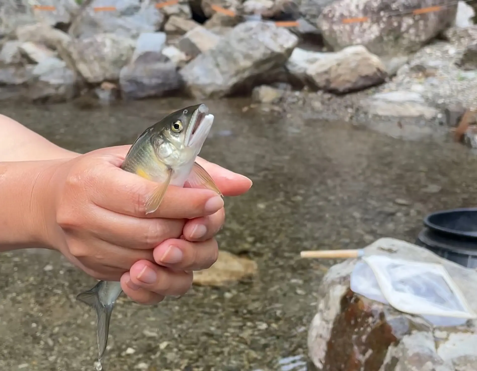つかみ取りの様子