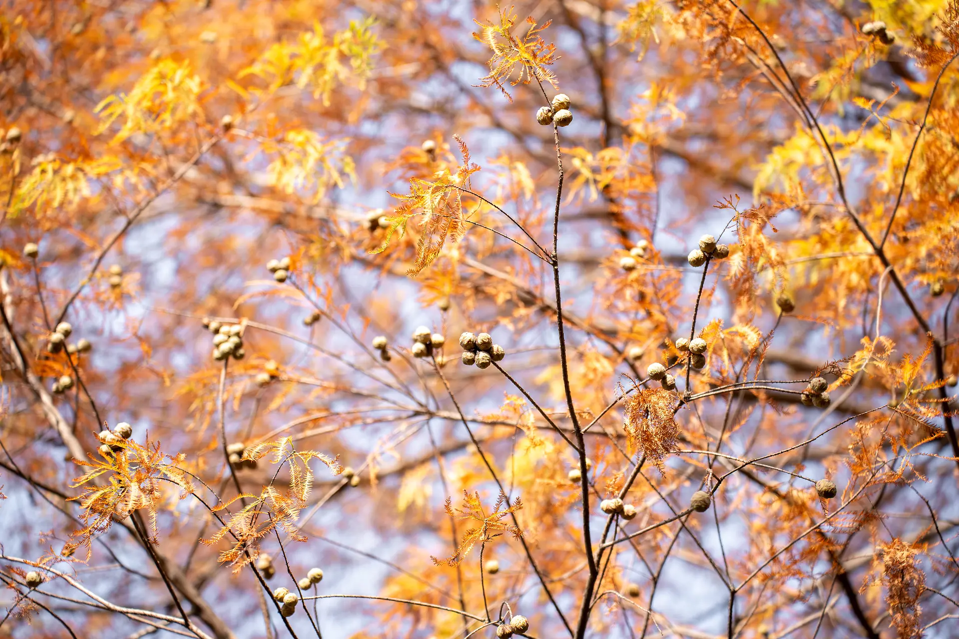 スイレン池のラクウショウ