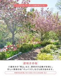 レッドヒル  ハッピースプリングフェスタ