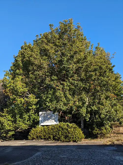 Ainashi du temple Funanji [monument naturel désigné par la préfecture]