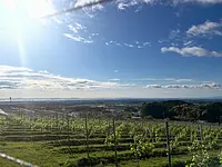 水沢ワイン「ドメーヌ フイアージュ」の畑の様子