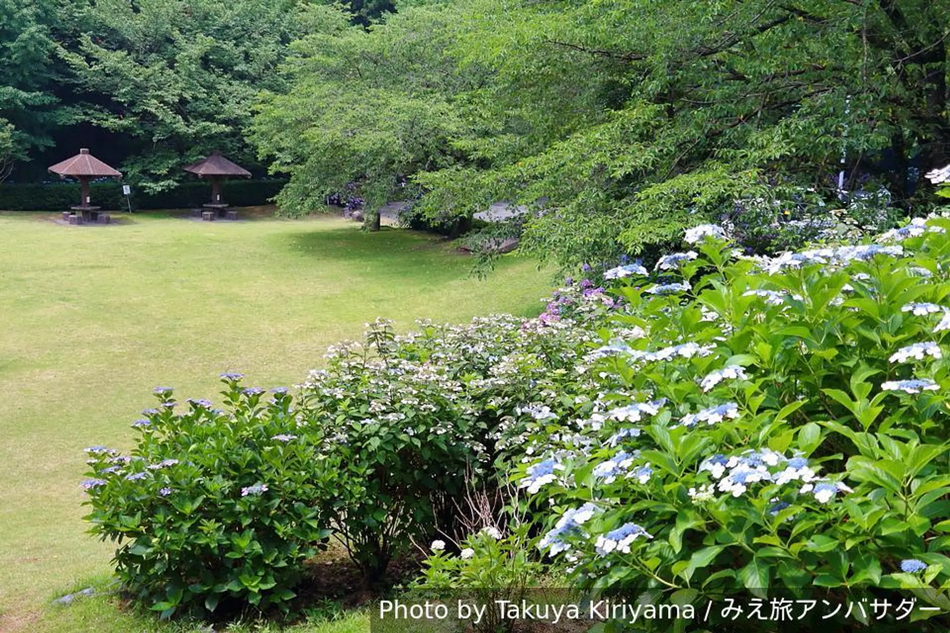 梅雨の季節は紫陽花を求めて！！2026年は三重県北中部の紫陽花スポット