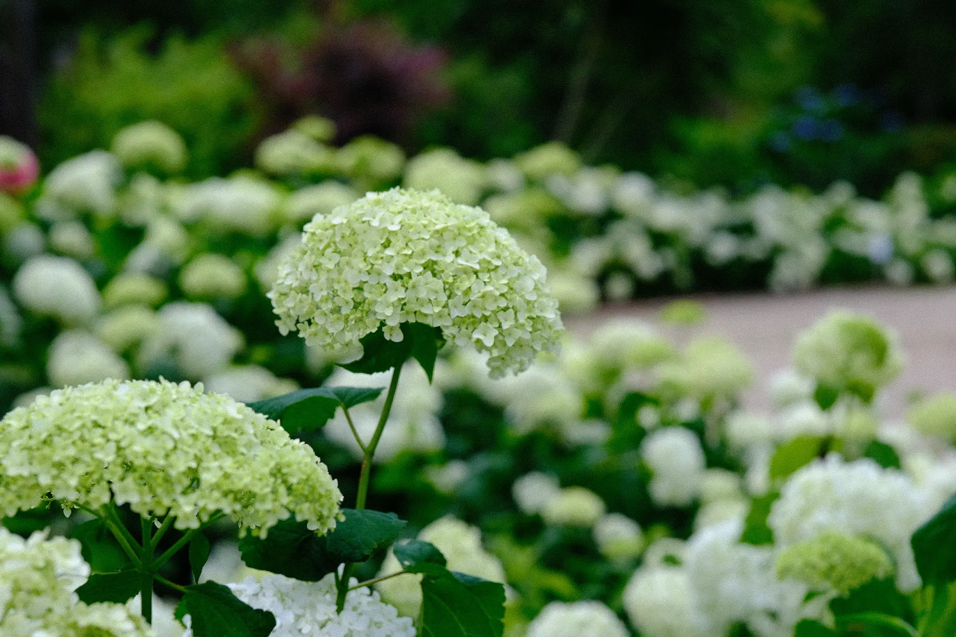 赤塚アジサイガーデン