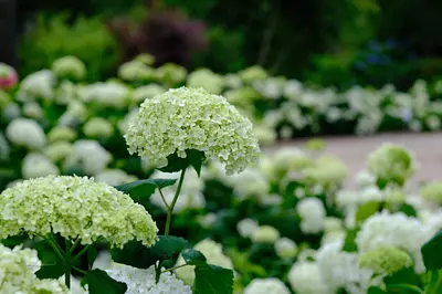 赤塚アジサイガーデン