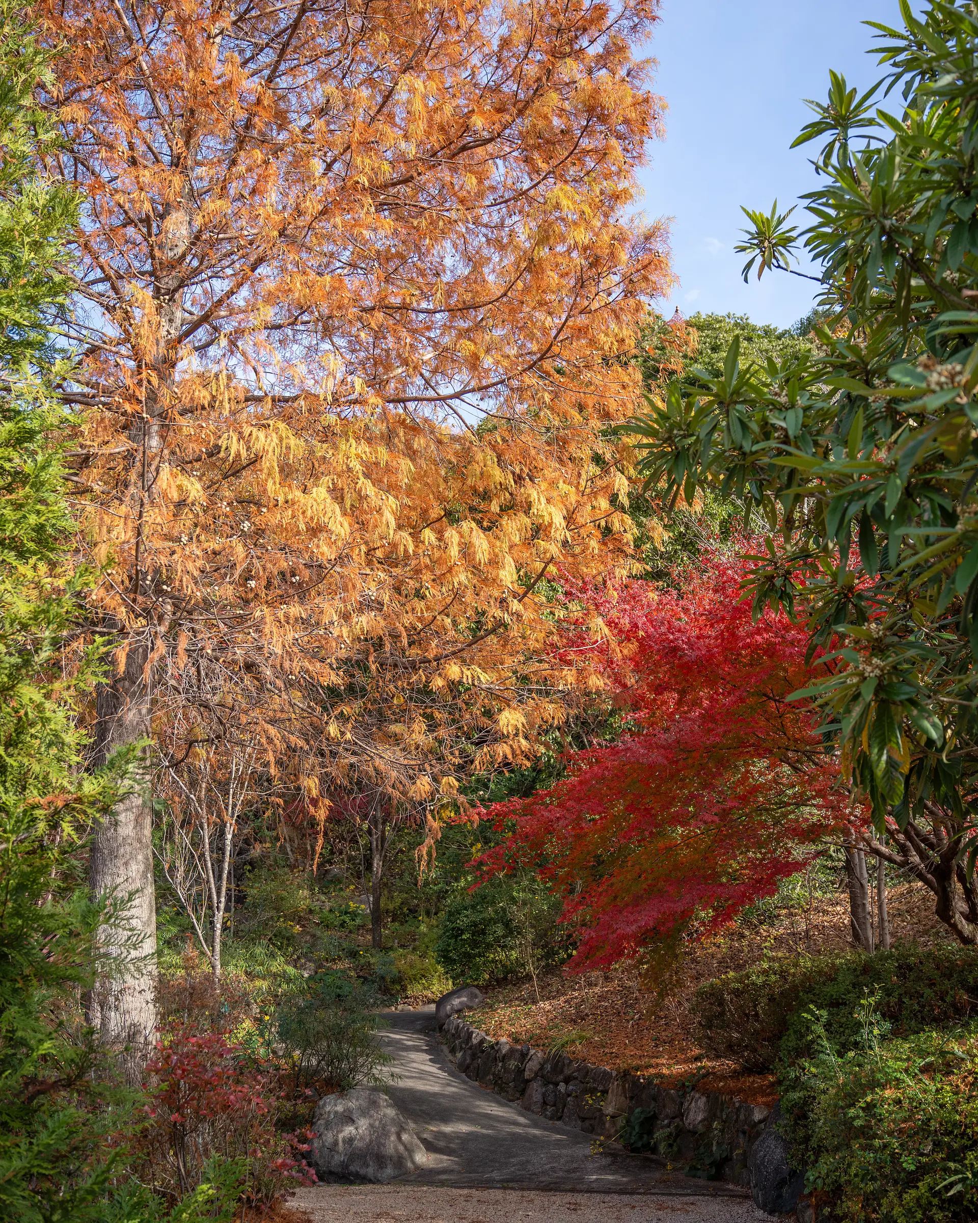 スイレン池の紅葉