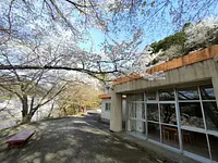 Lakeside Kimigano and cherry blossoms