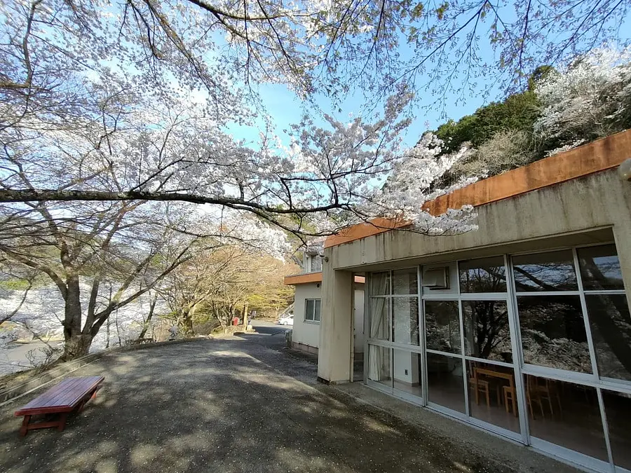 Kimigano junto al lago y flores de cerezo