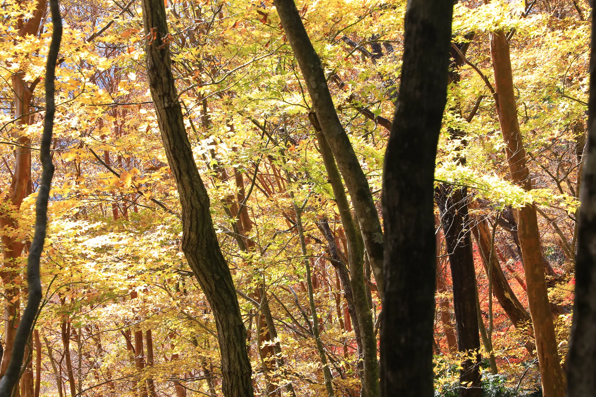 北総門山ヒメシャラの紅葉