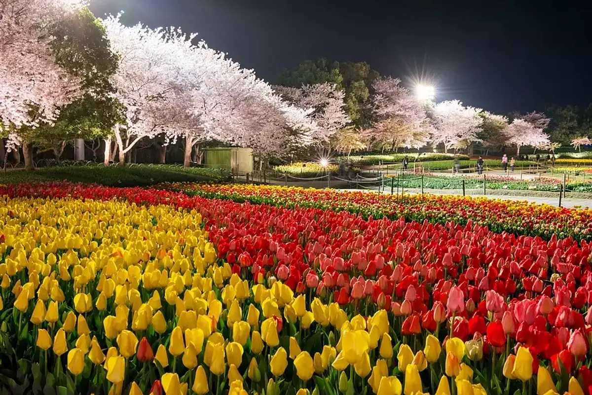 Nabana no Sato, le « festival des tulipes », est le plus grand du Japon