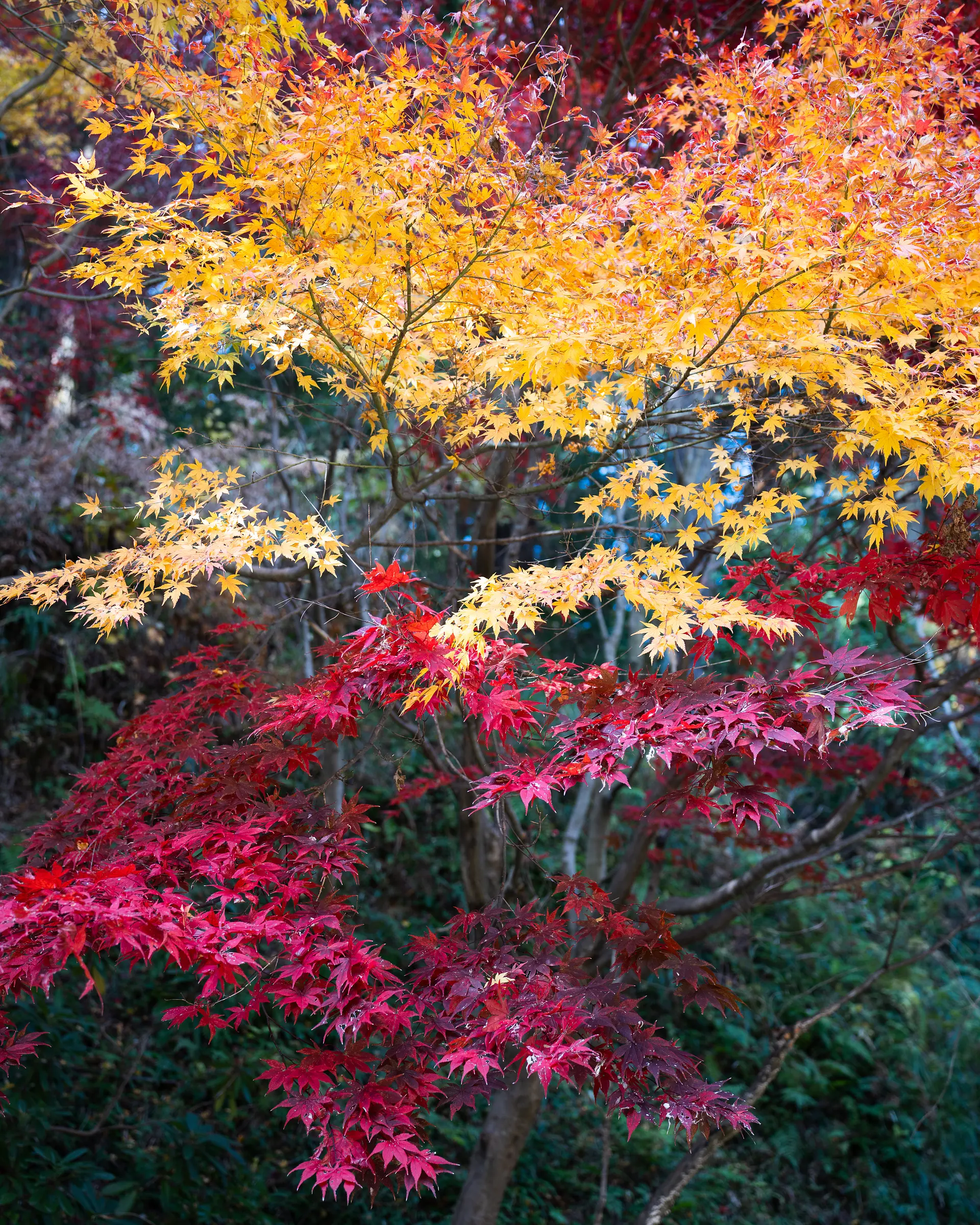 スイショウの並木