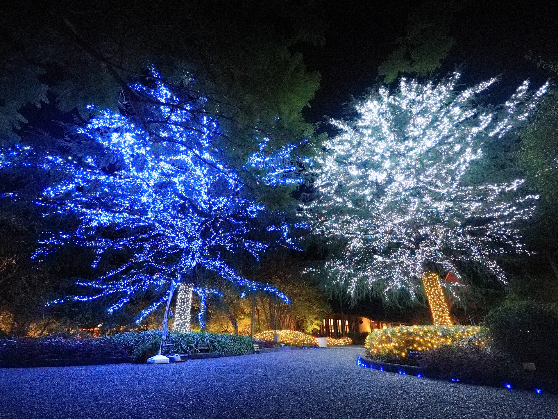 なばなの里イルミネーション2025　ツインツリー