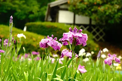 Famous flower viewing spots in Mie Prefecture