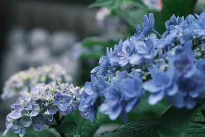 大慈寺のあじさい（2）