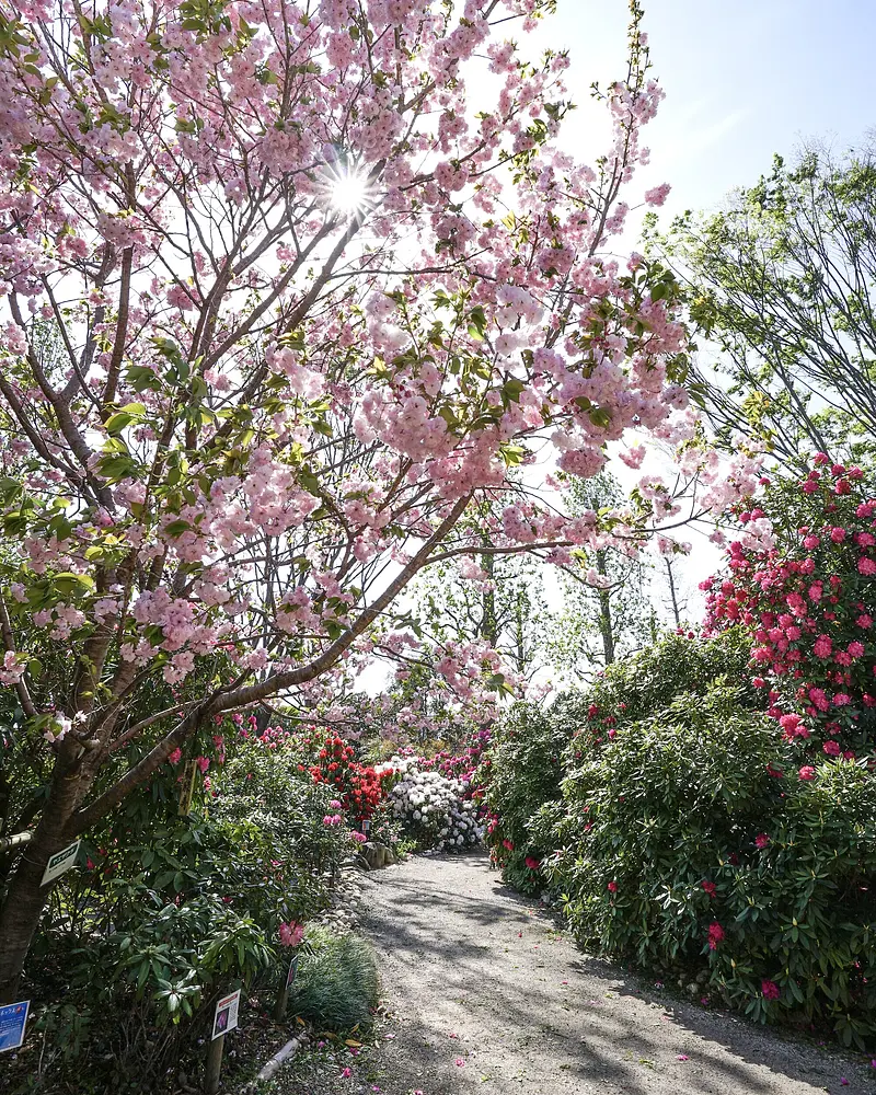 杜鵑花園