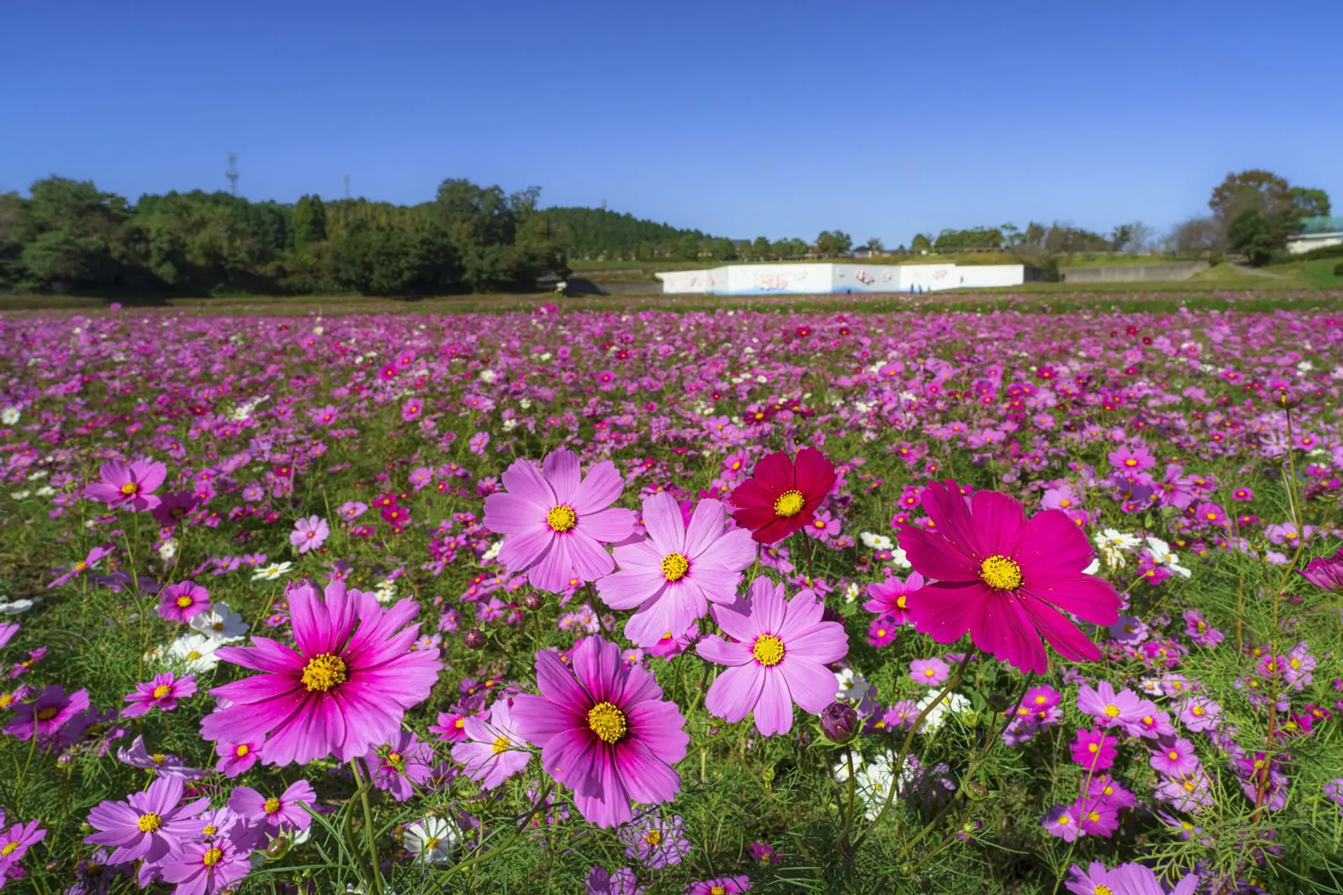 三重県のコスモスの名所