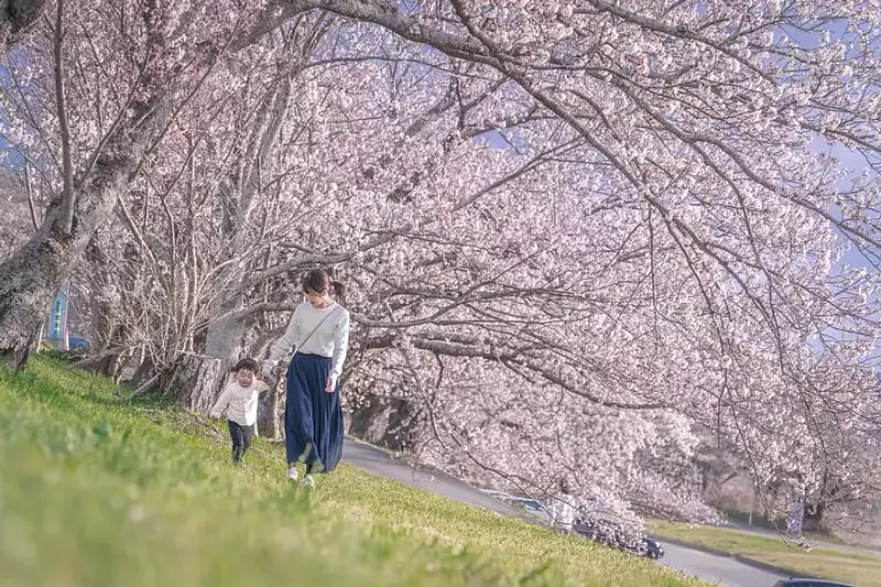 미에현의 "절대 가고 싶다"벚꽃 명소를 소개!