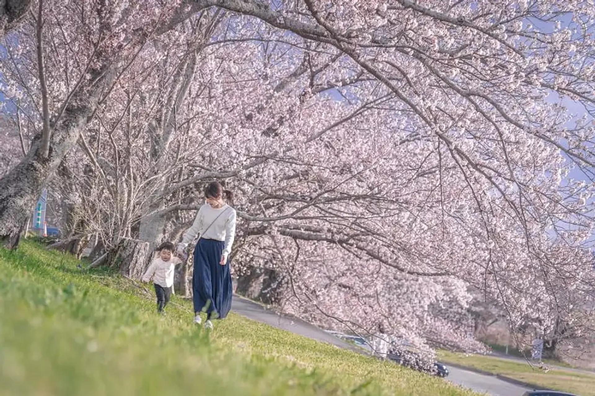 三重県の”絶対行きたい”桜の名所をご紹介！