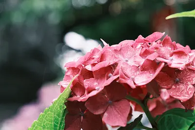 大慈寺のあじさい（3）