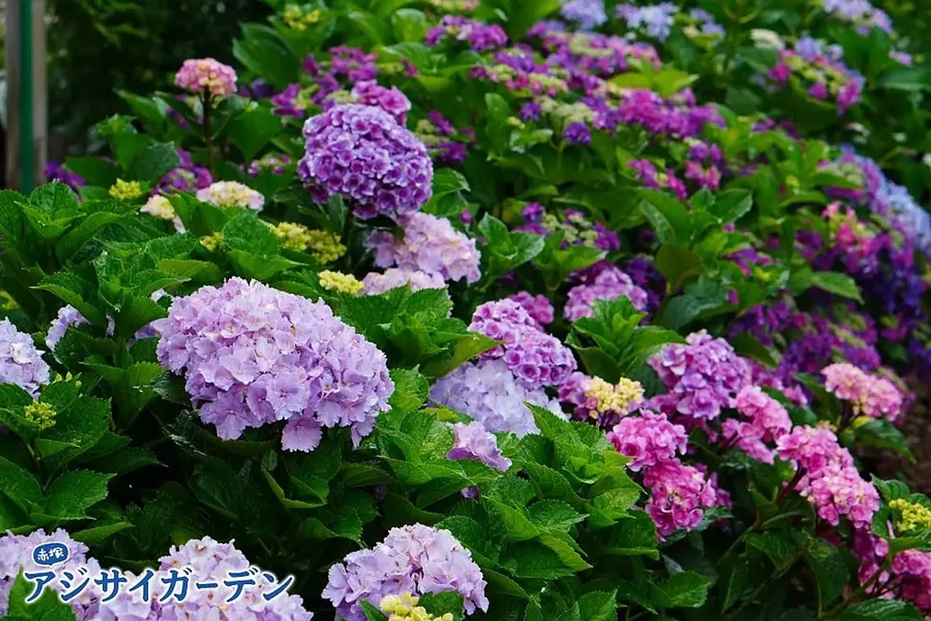 赤塚アジサイガーデン