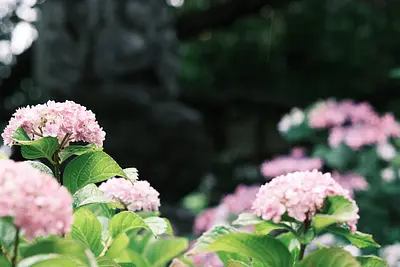 大慈寺のあじさい（4）