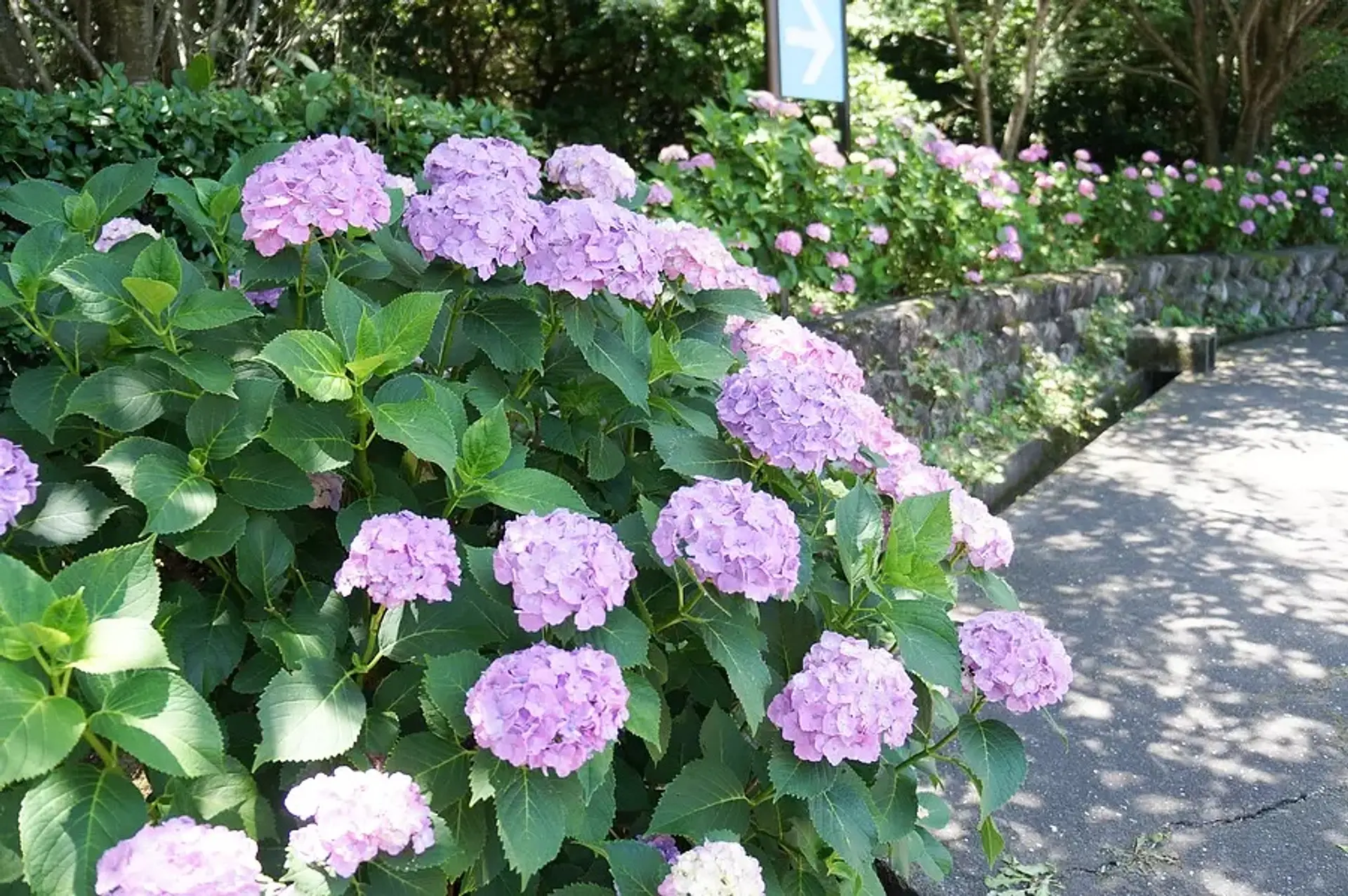 万葉の里公園のあじさい