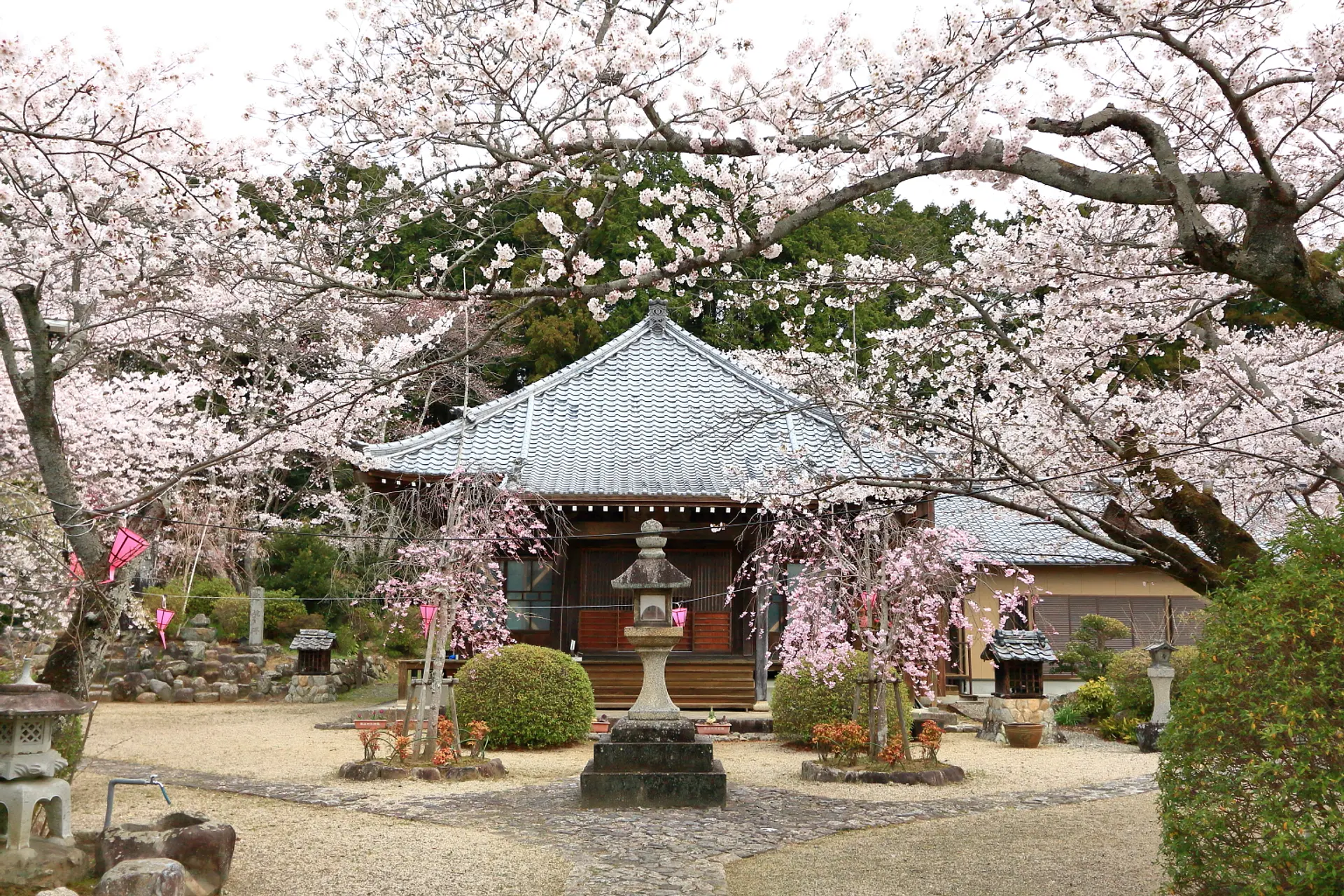 2024年_津市芸濃町の桜スポット③】『桜と伝説の名刹』普門寺の桜