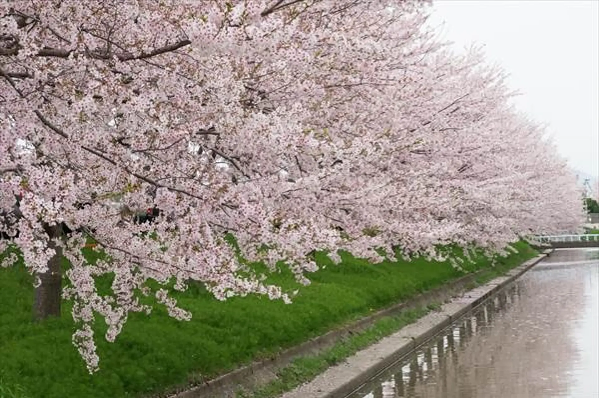 三重県の桜名所特集2026年版