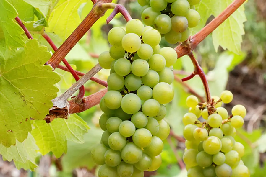 VISONオリジナルワイン完成記念パーティ