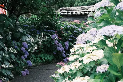 大慈寺のあじさい（6）