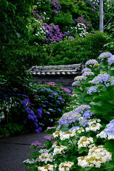 大慈寺のあじさい（7）