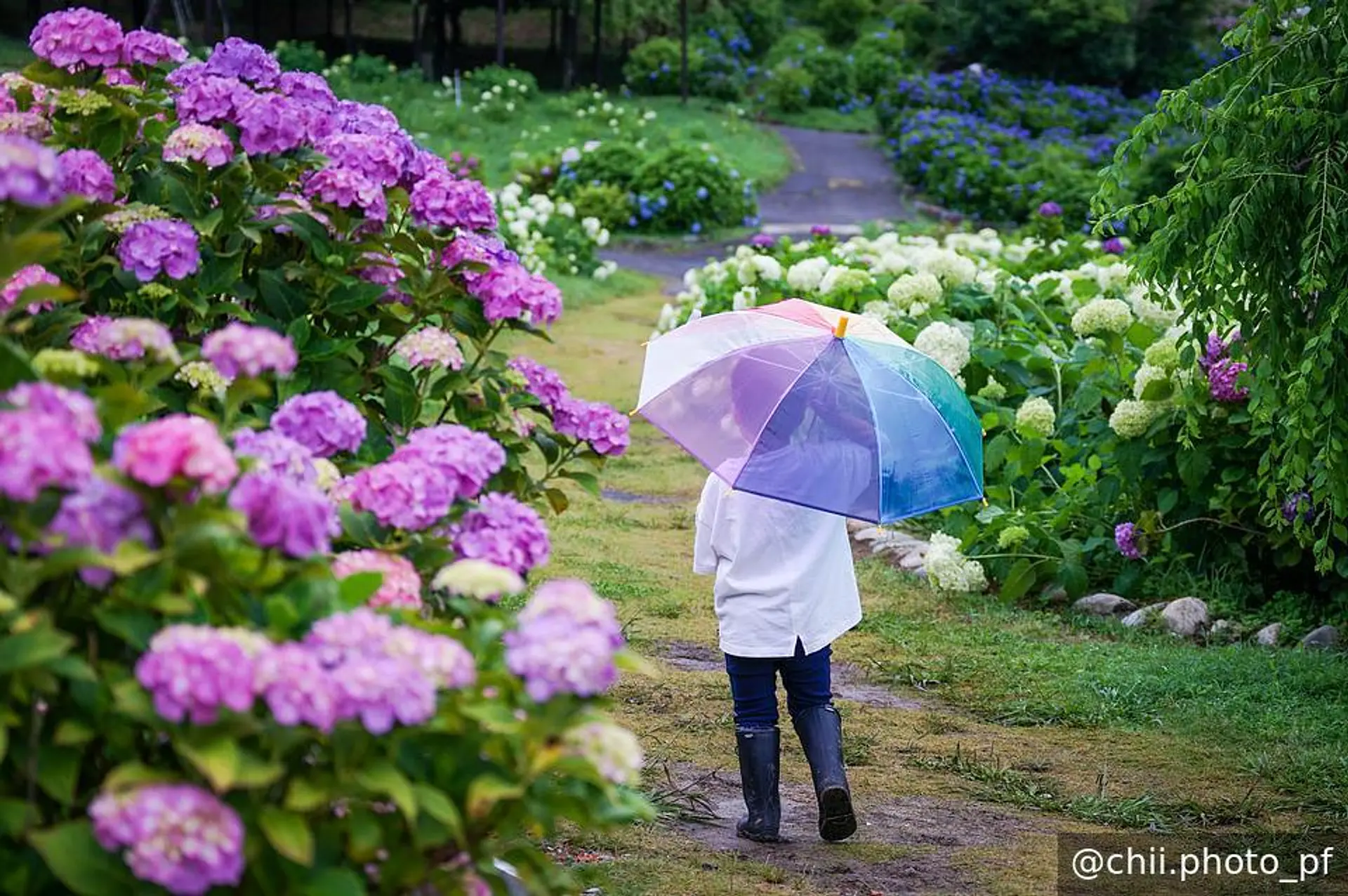 雨の日も美しいかざはやの里