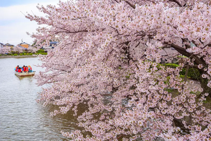 Cerezos en flor en el Parque Kyuka