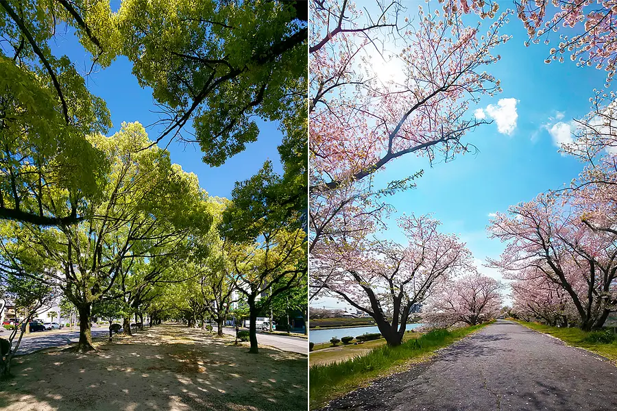 芝生山の滑り台