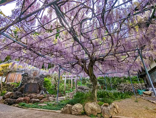 Templo Shosenji (enrejado de glicinas)