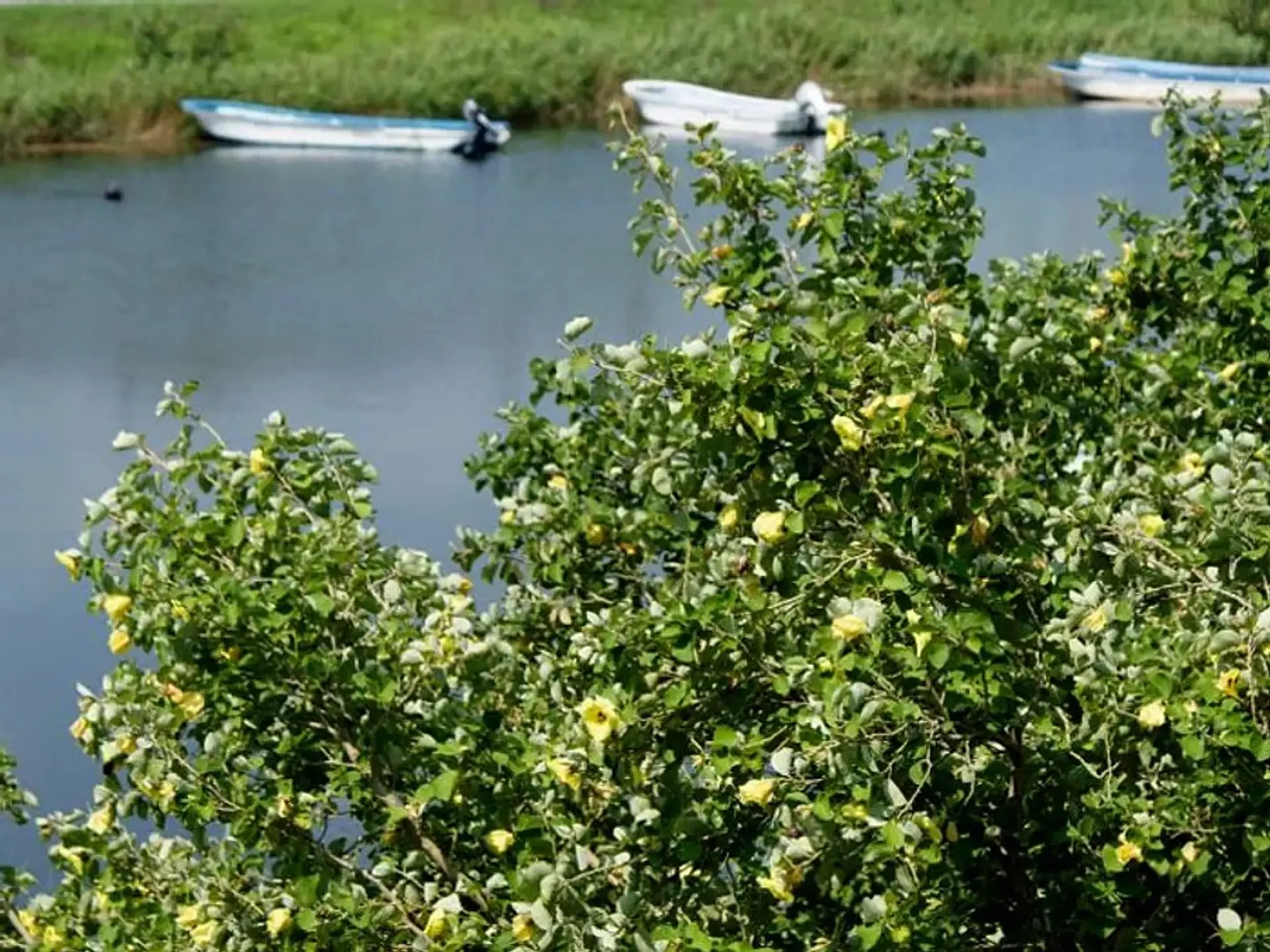 碧川のハマボウ