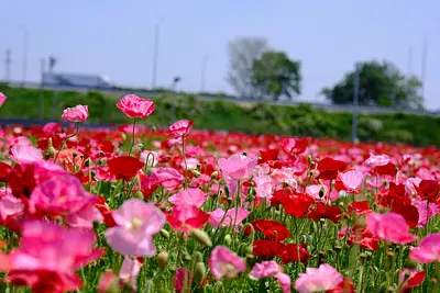 長沢町のシャクヤク（3）