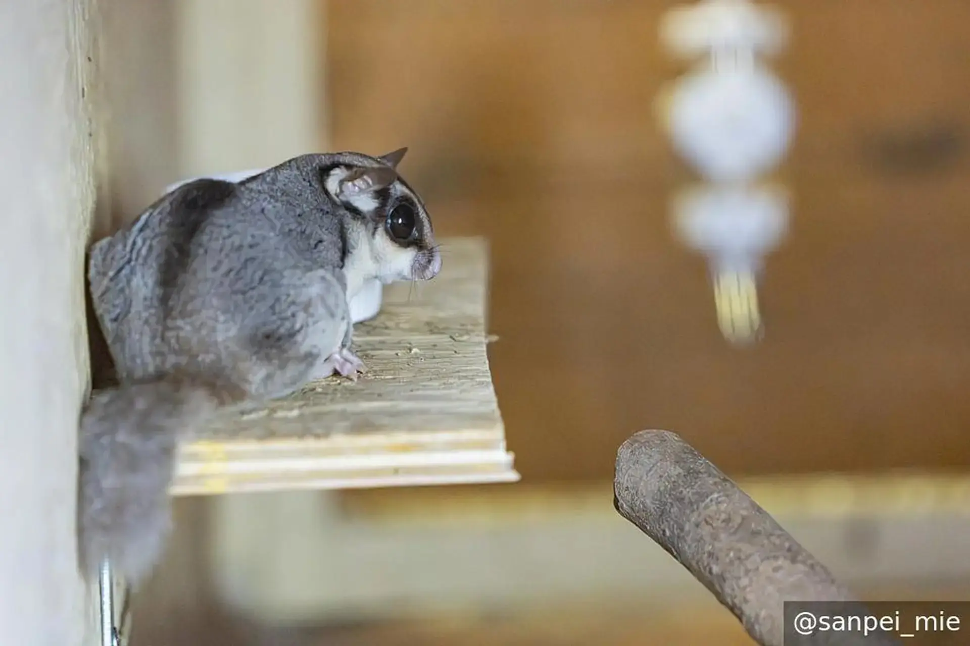 フクロモモンガ