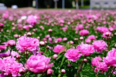 長沢町のシャクヤク（4）